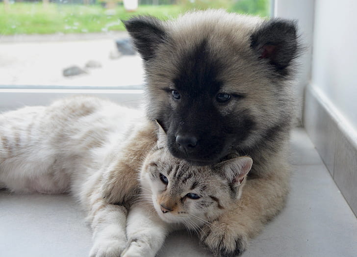 A cat and dog cuddling to display why protecting your pets through pet insurance is worth it 